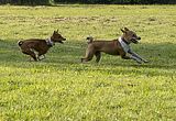 Basenji www.Dogobundi.de(1020)